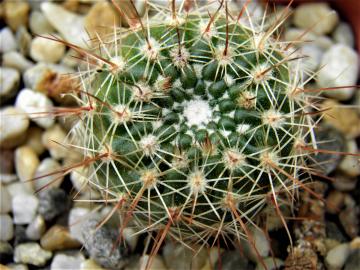 Notocactus concinnus v gibberulus