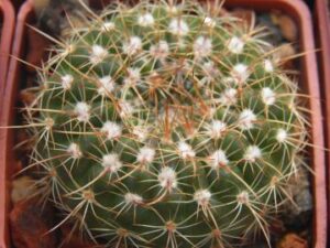 Notocactus_concinnus_2092 Notocactus concinnus (1)