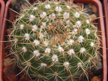 Notocactus concinnus (1)