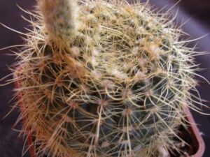 Notocactus_concinus v aceguensis_2770 Notocactus concinnus v aceguensis