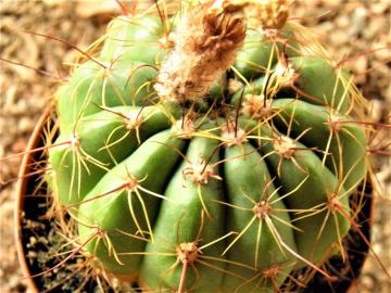 Notocactus globularis