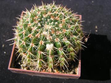 Notocactus mix