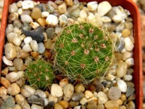 Notocactus_ottonis RP 76_6937 Notocactus ottonis (1)