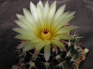 Notocactus_submamulosus_3642 Notocactus submamulosus