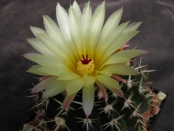 Notocactus submamulosus