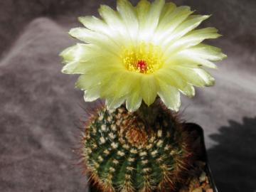 Notocactus tabularis