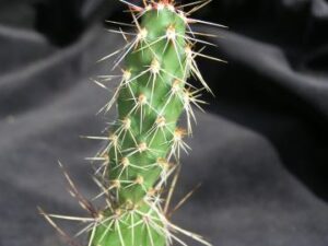 Opuntia_fragilis_5055 Opuntia fragilis