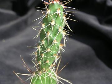 Opuntia fragilis