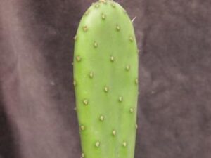 Opuntia_sp 3_3682 Opuntia sp 3
