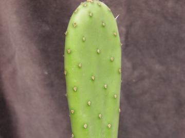 Opuntia sp 3