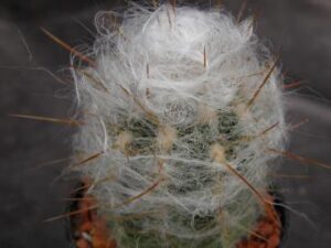 Oreocereus trollii (3)