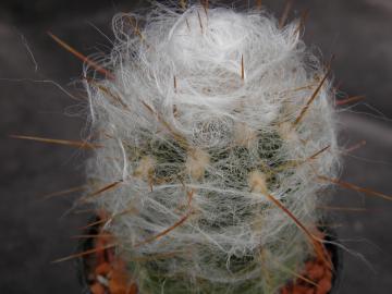 Oreocereus trollii (3)