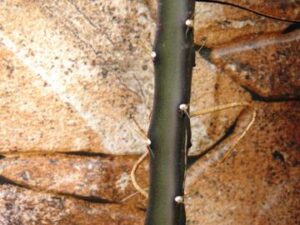 Selenicereus grandiflorus