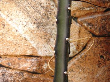 Selenicereus grandiflorus