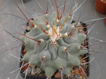 Thelocactus nidulans