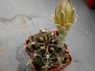 Gymnocalycium mihanovichii