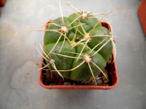 Gymnocalycium sp 1