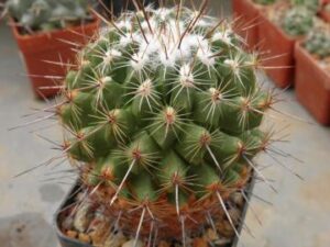 Thelocactus conothelos