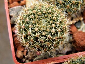 Rebutia anneliesii