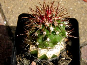Sclerocactus parviflorus ssp terrae-canyonae