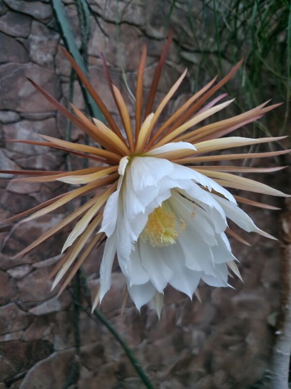 Selenicereus grandiflorus