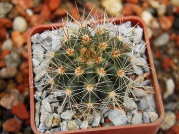 Soehrensia sp Ruta Cannacoles (2)