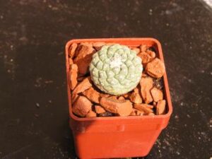 Strombocactus disciformis