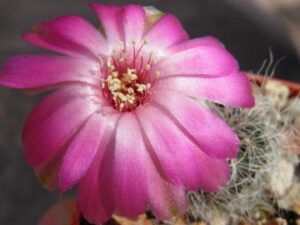 Sulcorebutia hertusii