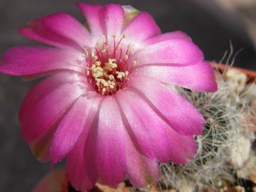 Sulcorebutia hertusii