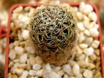 Sulcorebutia losenickyana
