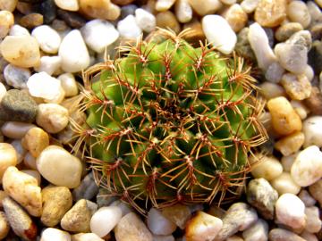 Sulcorebutia naunacensis