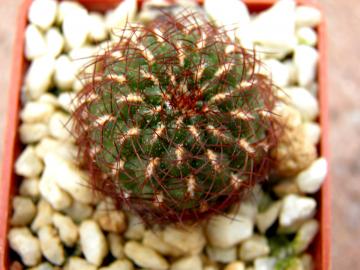 Sulcorebutia totorensis
