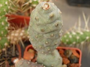 Tephrocactus articulatus v inermis