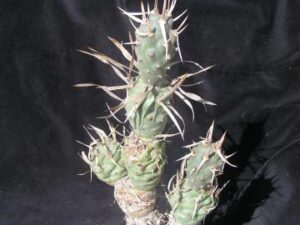 Tephrocactus papyracanthus