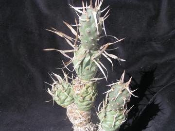 Tephrocactus papyracanthus