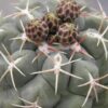 Thelocactus hexaedrophorus