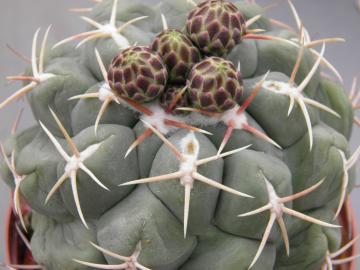 Thelocactus hexaedrophorus
