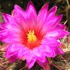Thelocactus bicolor