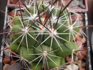 Thelocactus conothelos v garciae