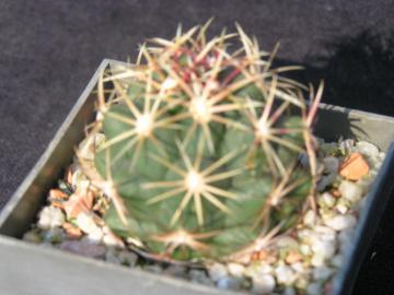 Thelocactus heterochromus