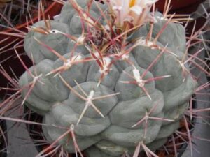 Thelocactus_hexaedrophorus v fossulatus_3476 Thelocactus hexaedrophorus v fossulatus