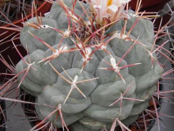 Thelocactus hexaedrophorus v fossulatus
