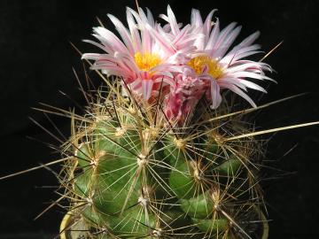 Thelocactus lauserii