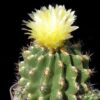 Thelocactus leucacanthus