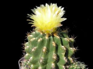 Thelocactus_leucacanthus_269 Thelocactus leucacanthus