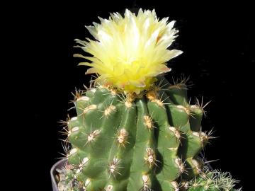 Thelocactus leucacanthus