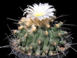Thelocactus_lophothele_v_longispinus_198 Thelocactus lophothele (1)