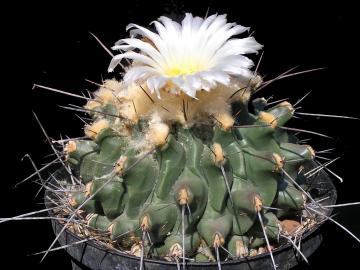 Thelocactus lophothele (1)
