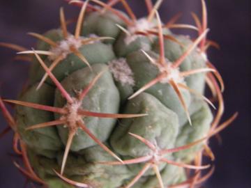 Thelocactus paradensis
