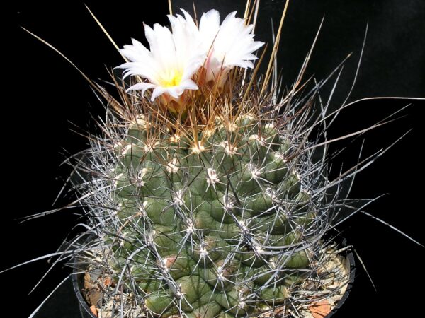 Thelocactus tulensis